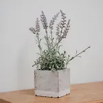 Casanapoletana Charme&garden Al Corso Apartman